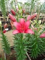 [5125 Senna DJ No01.JPG]